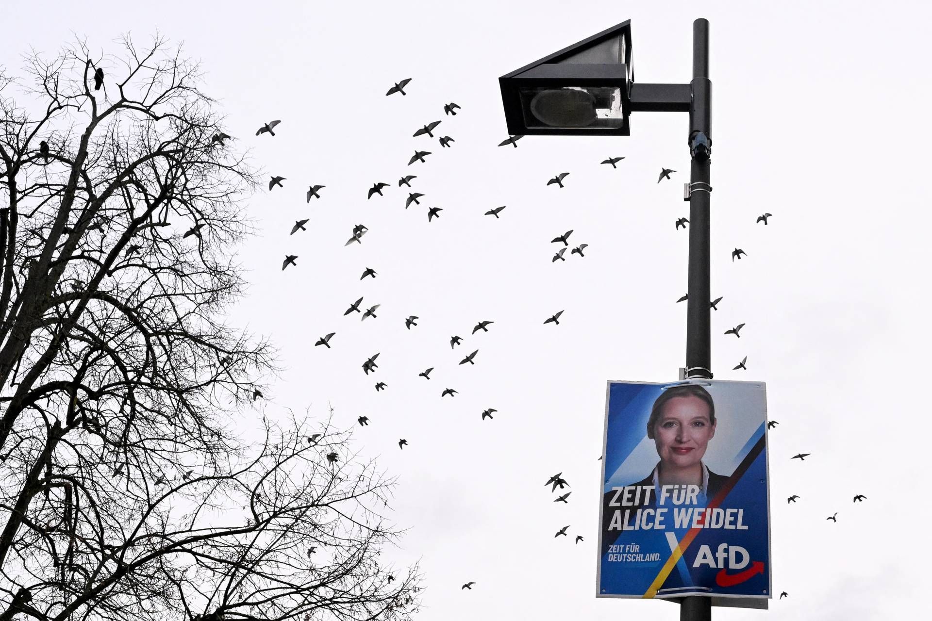 Elezioni Germania, Afd vola e Spd crolla: il sondaggio