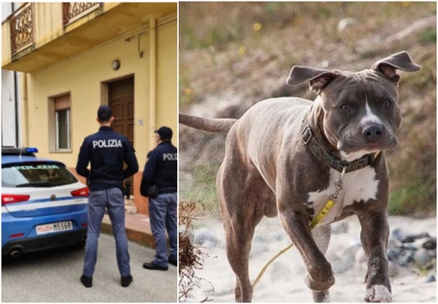 Tragedia a Napoli: bimba di 9 mesi uccisa dal pitbull di famiglia, indagini in corso