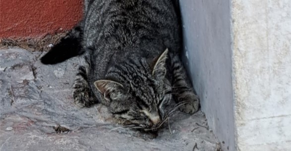 Benevento, ‘allarme herpesvirus’ per i gatti del centro storico: decessi e contagi. Chiesto l’intervento di Comune e Asl per disinfestazione e cure – NTR24.TV