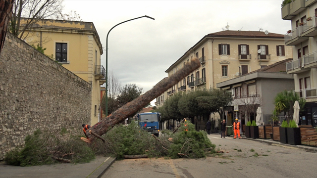 Sequestro pini, il Comune chiede il riesame alla Procura e incassa l’ok della Soprintendenza…con alcune condizioni – NTR24.TV