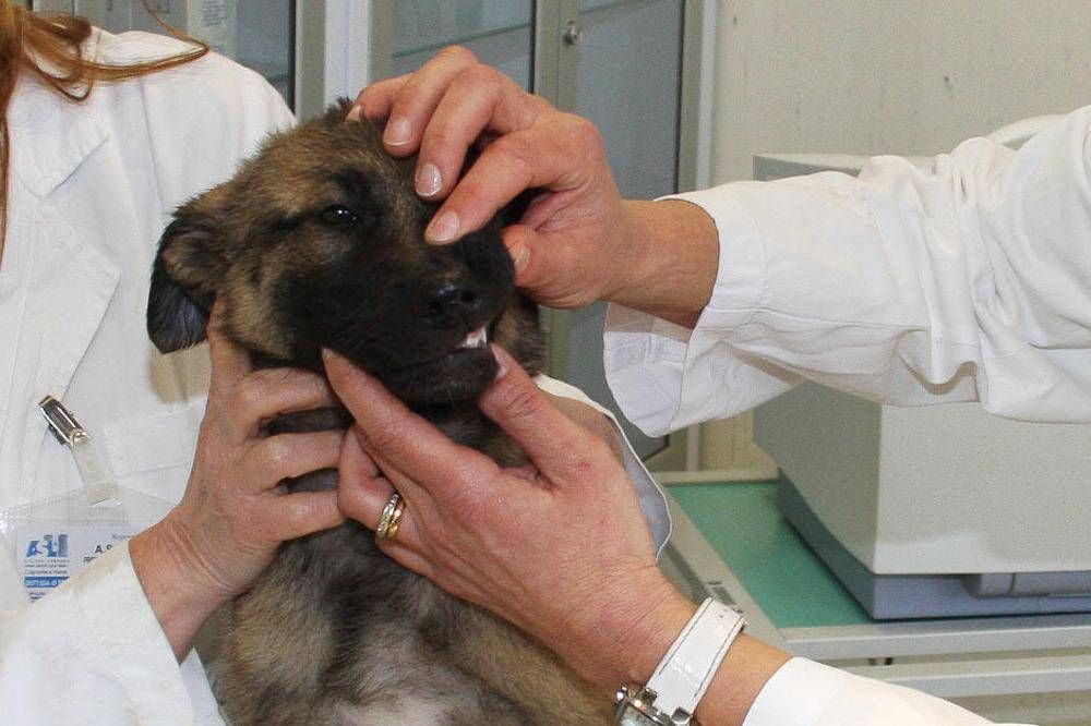 Ospedale veterinario pubblico, la svolta a Roma