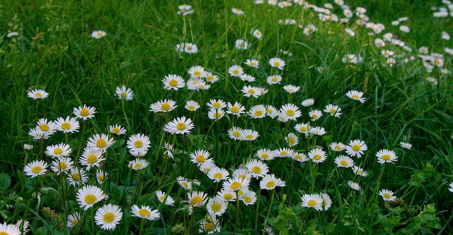 Primavera, perché inizia oggi e cos’è l’equinozio